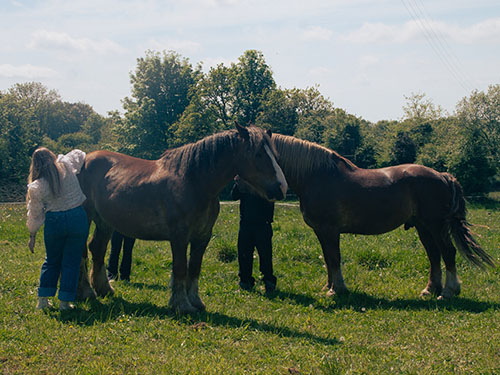 Image 16 de la galerie - Attelages Saint Fiacre