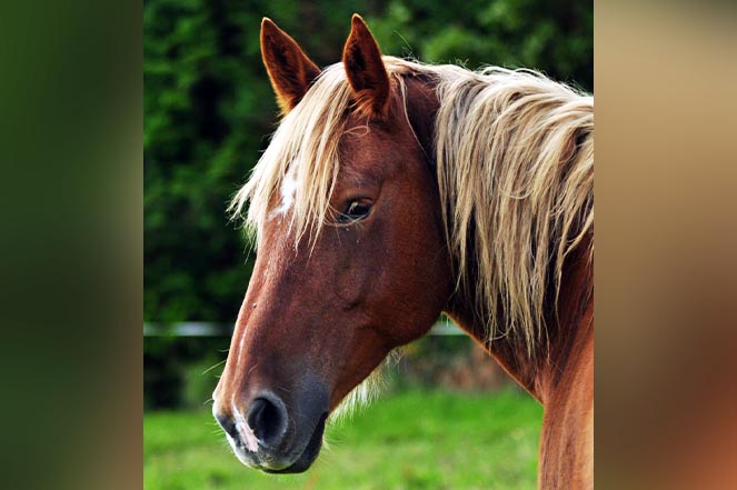 Portrait du cheval Ignace