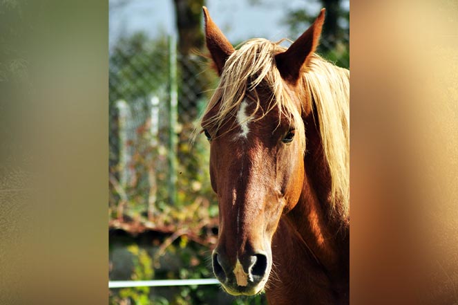 Portrait du cheval Ignace